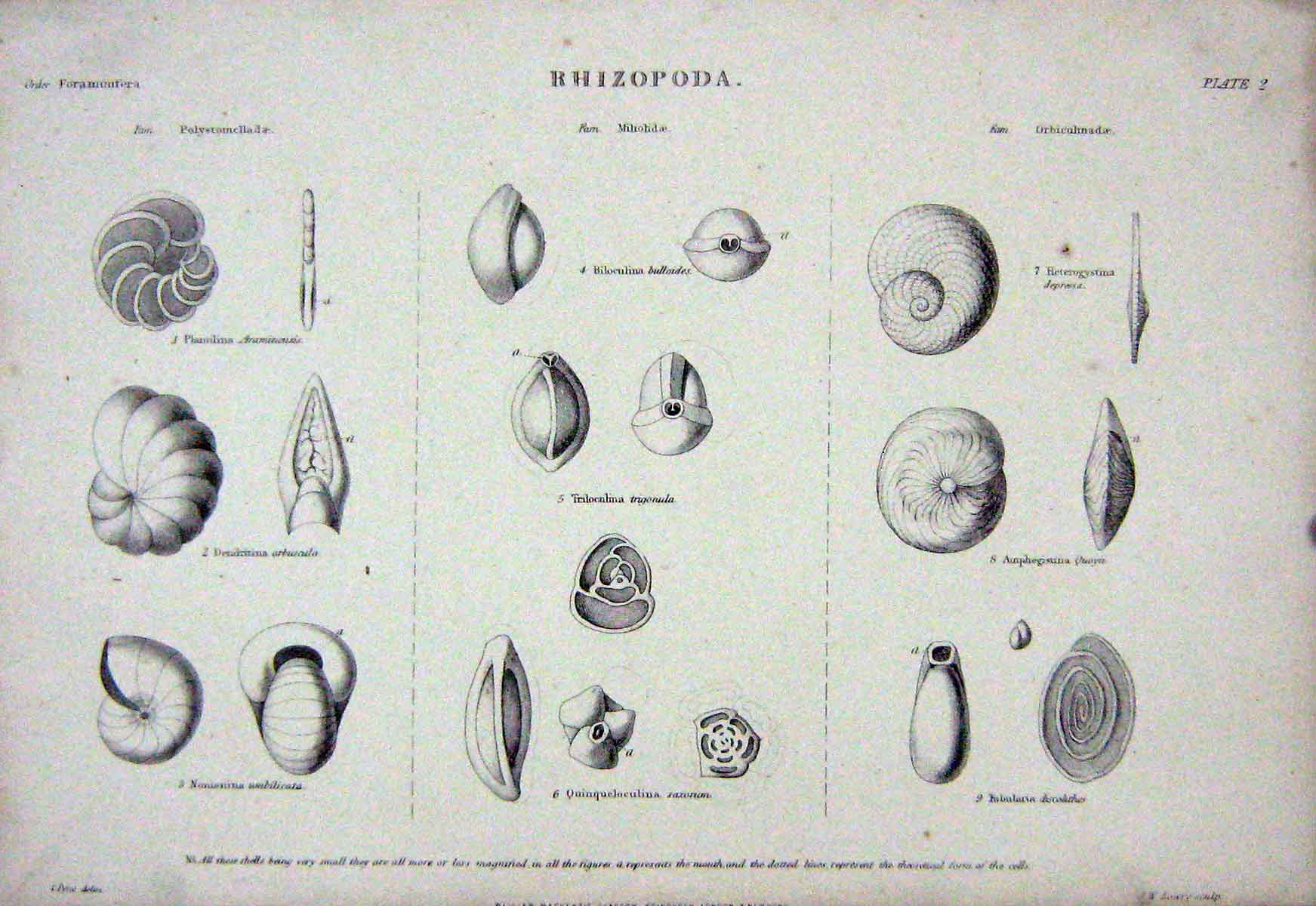 Original Old Antique Print C1850 Rhizopoda Fabularia Dendritina Shells Nature