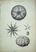 Original Old Antique Print C1850 Echinodermata Astropyga Cidaris Diadema Nature
