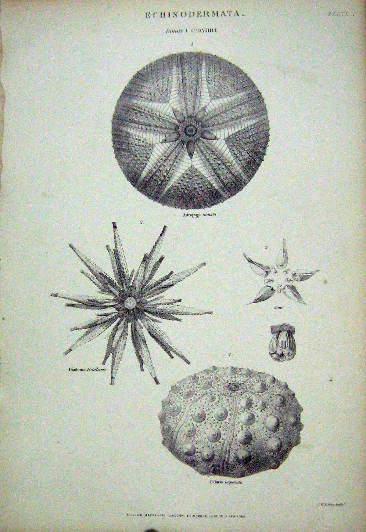 Original Old Antique Print C1850 Echinodermata Astropyga Cidaris Diadema Nature