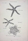 Original Old Antique Print C1850 Echinodermata Nature Starfish Ophisthrix 19th