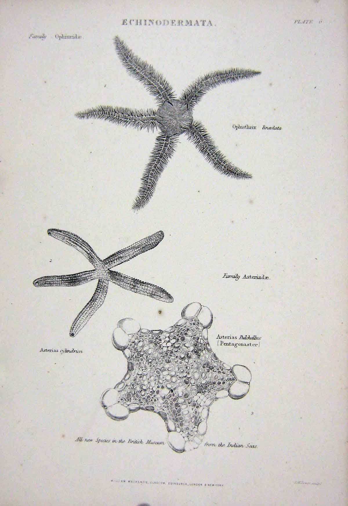 Original Old Antique Print C1850 Echinodermata Nature Starfish Ophisthrix 19th