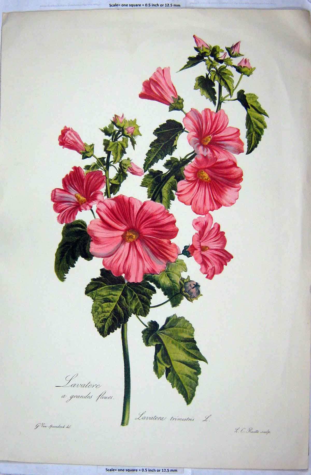 Original Old Antique Print Colour Flowers Lavateria Trimestris Ruotte