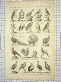 Original Old Antique Print C1795 Birds Flycatcher Peacock Partridge Pheasant