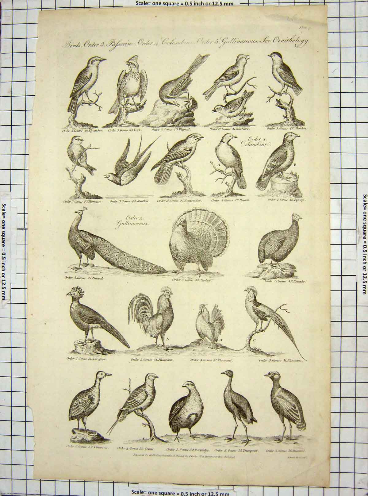 Original Old Antique Print C1795 Birds Flycatcher Peacock Partridge Pheasant