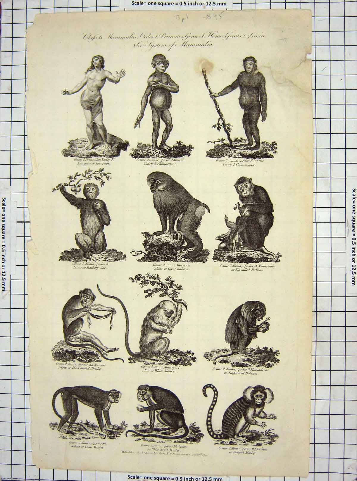 Original Old Antique Print C1795 Mammals Baboon Monkey Chimpanzee Oranoutang