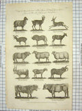 Original Old Antique Print C1795 Mammals Goat Ram Bull Sheep Goat Antelope 18th