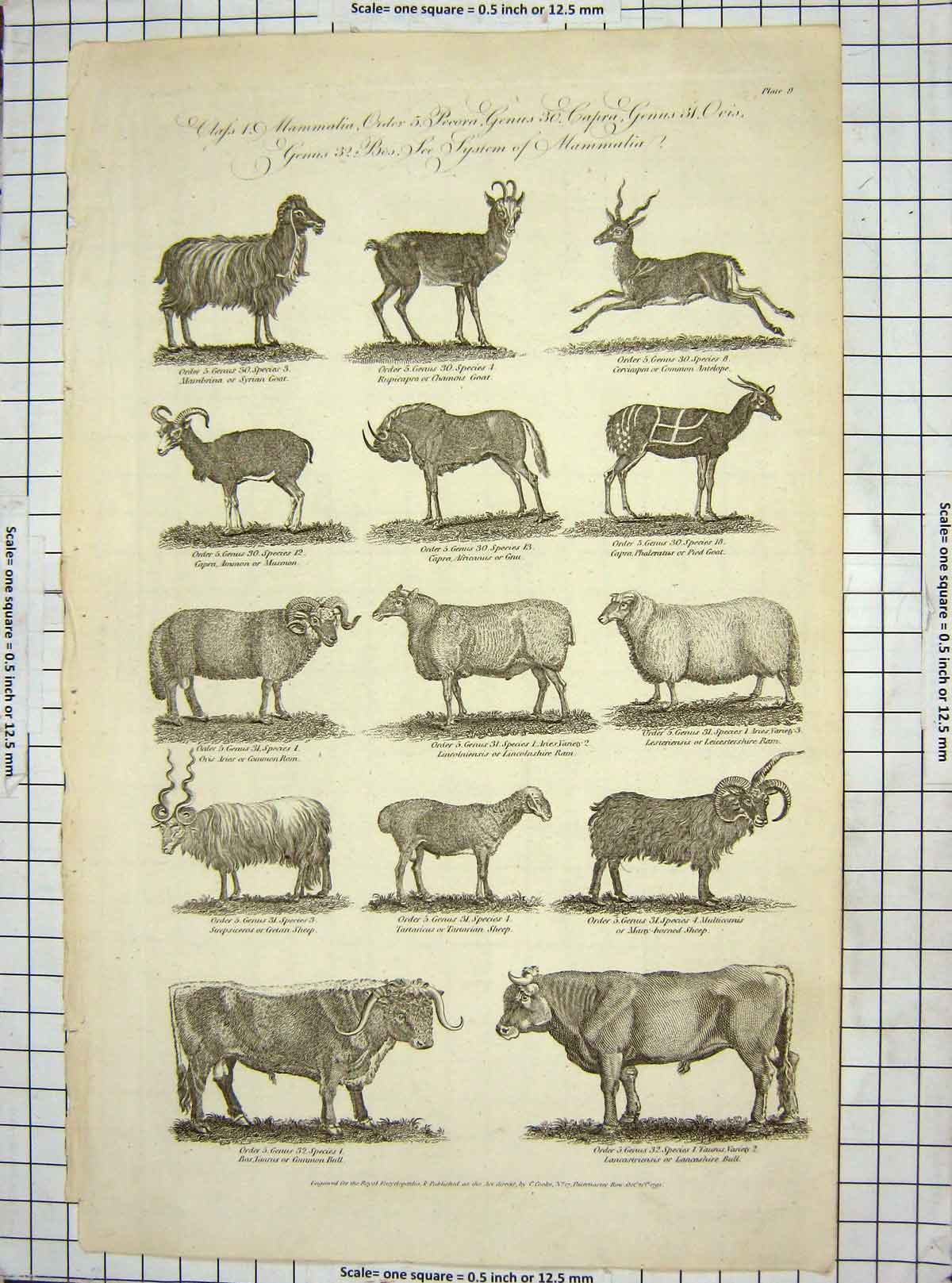 Original Old Antique Print C1795 Mammals Goat Ram Bull Sheep Goat Antelope 18th