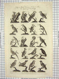 Original Old Antique Print C1795 Birds Ornithology Wryneck Creeper Thrush Finch