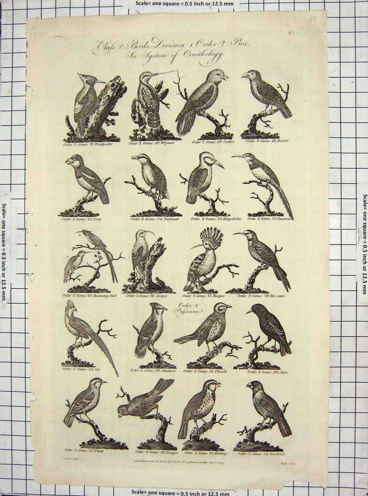 Original Old Antique Print C1795 Birds Ornithology Wryneck Creeper Thrush Finch