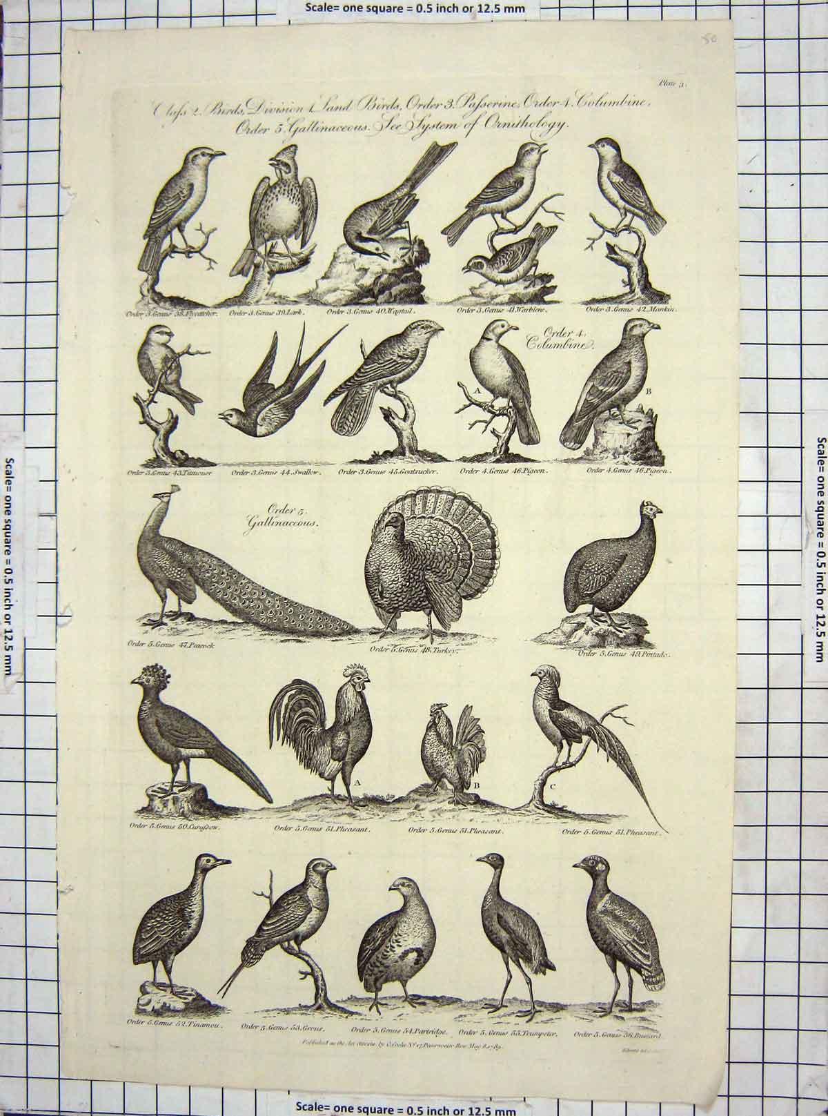 Original Old Antique Print C1795 Birds Ornithology Turkey Pheasant Peacock Lark