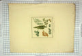 Original Old Antique Print 1819 Colour Rudiments Foliage Plants Nature 19th