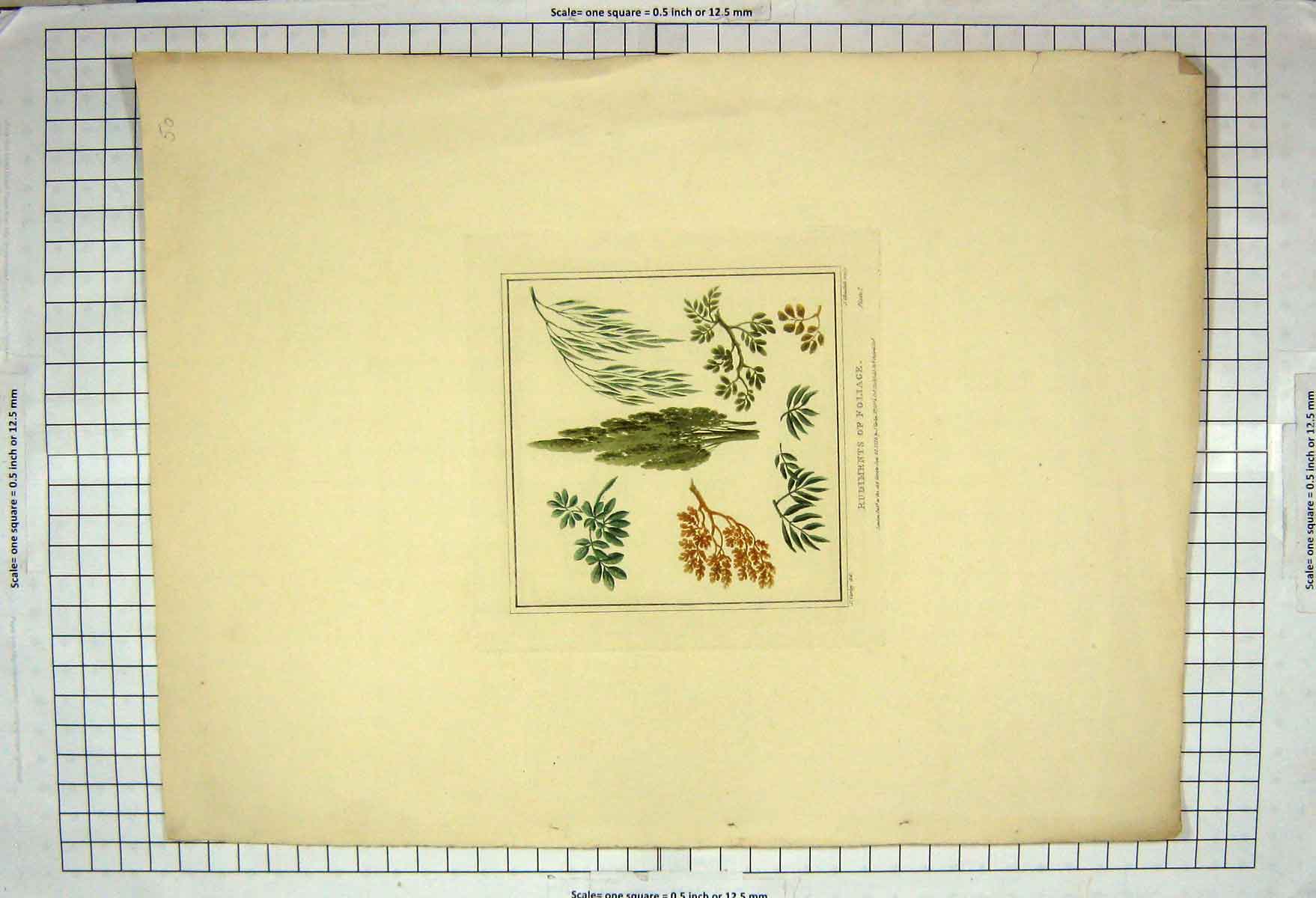 Original Old Antique Print 1819 Colour Rudiments Foliage Plants Nature 19th