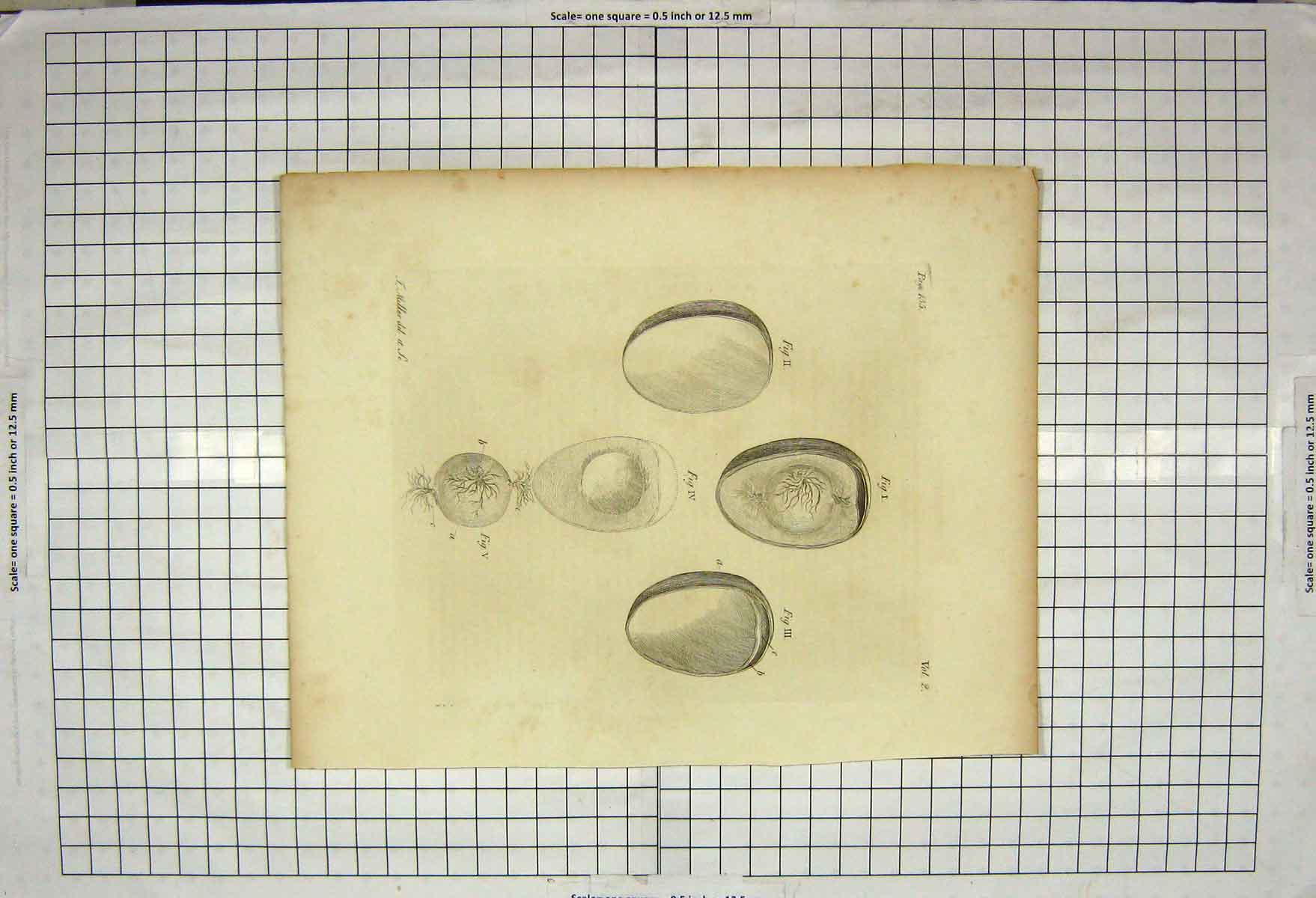 Original Old Antique Print Miller Engraving Plant Shell Nature