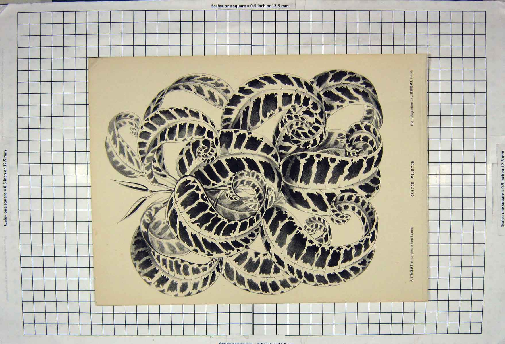 Original Old Antique Print Croton Volutum Plant Nature