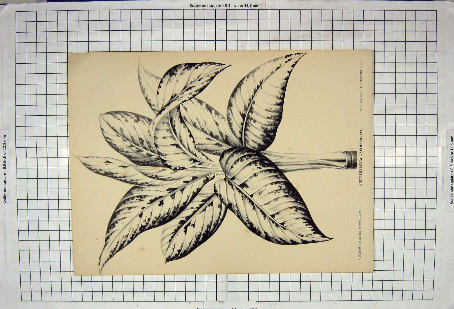 Original Old Antique Print Dieffenbachia Latimaculata Nature Plant Stroobant