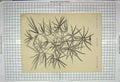 Original Old Antique Print Aralia Veitchii Nature Plant Stroobant