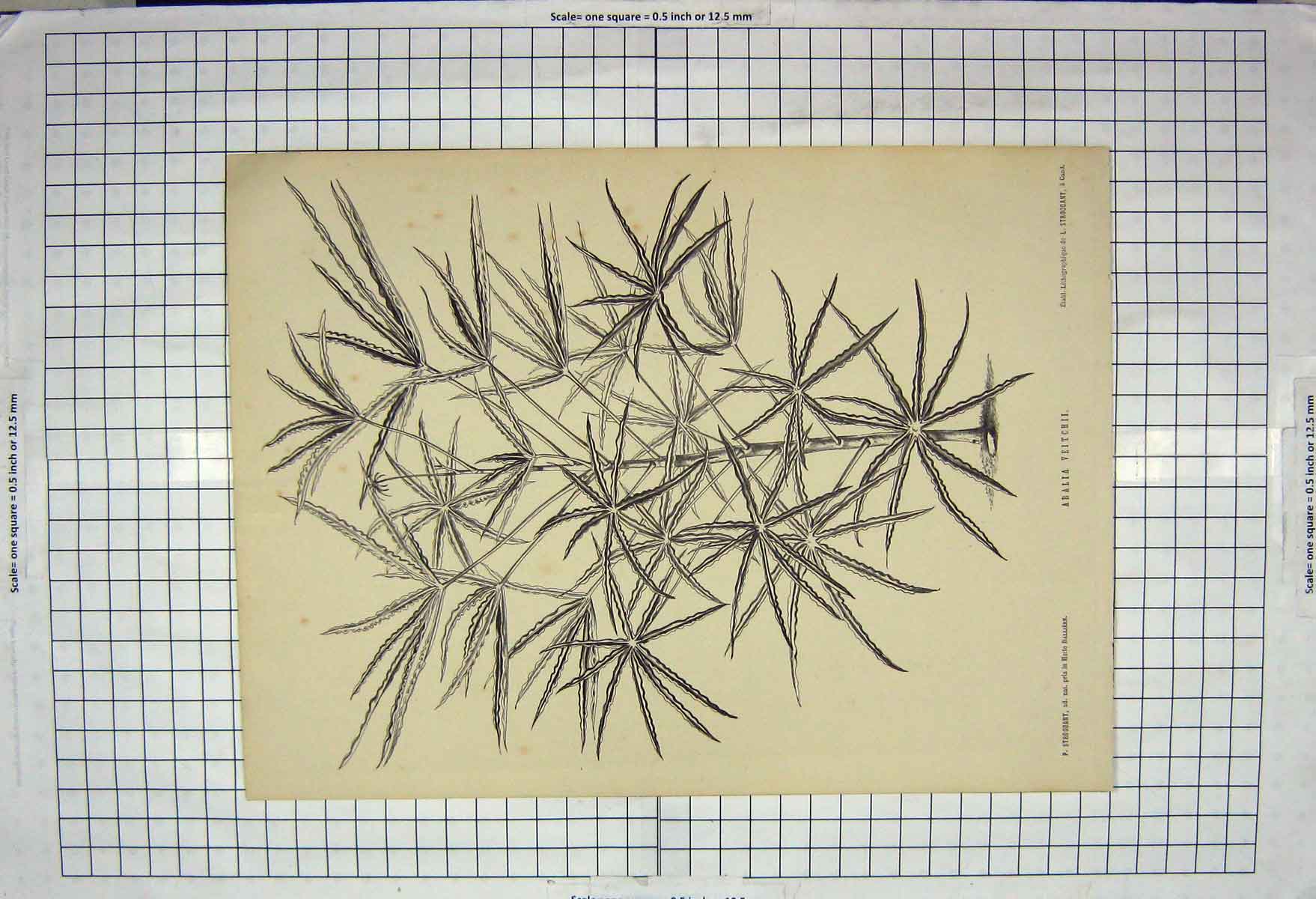 Original Old Antique Print Aralia Veitchii Nature Plant Stroobant
