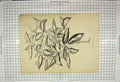 Original Old Antique Print Stroobant Gand Belgique Nature Plant