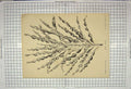 Original Old Antique Print Groton Spirale Nature Plant Stroobant