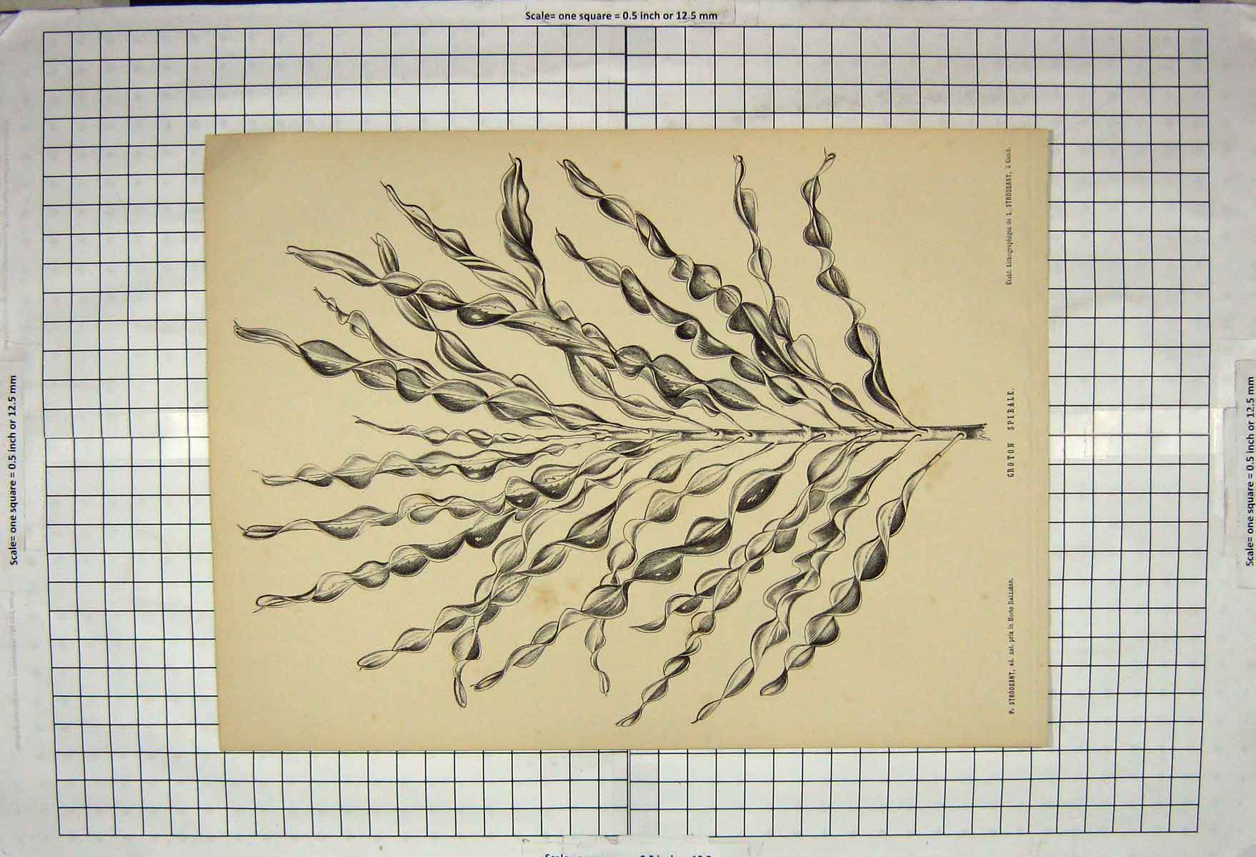 Original Old Antique Print Groton Spirale Nature Plant Stroobant