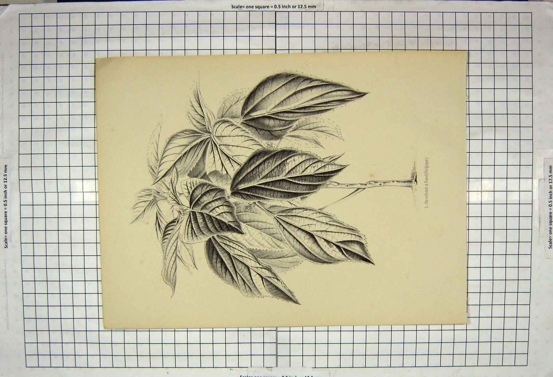 Original Old Antique Print Stroobant Gand Belgique Plant Nature