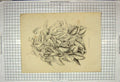Original Old Antique Print Nature Plant Stroobant Gand Belgique