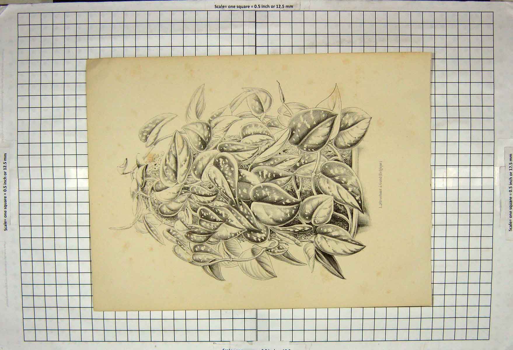 Original Old Antique Print Nature Plant Stroobant Gand Belgique