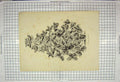 Original Old Antique Print Ref.37 Stroobant Gand Belgique Nature Plant