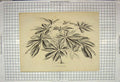 Original Old Antique Print Ref.38 Stroobant Gand Belgique Nature Plant