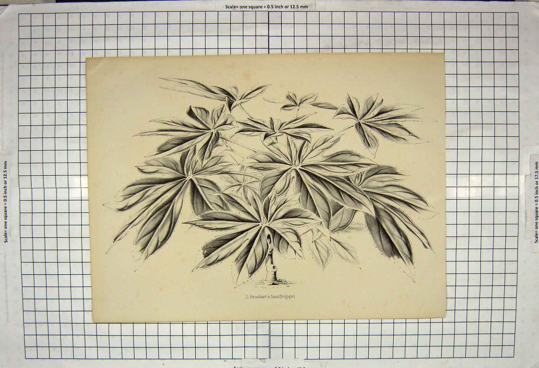 Original Old Antique Print Ref.38 Stroobant Gand Belgique Nature Plant