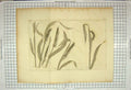 Original Old Antique Print Nature Corn Plant Agriculture