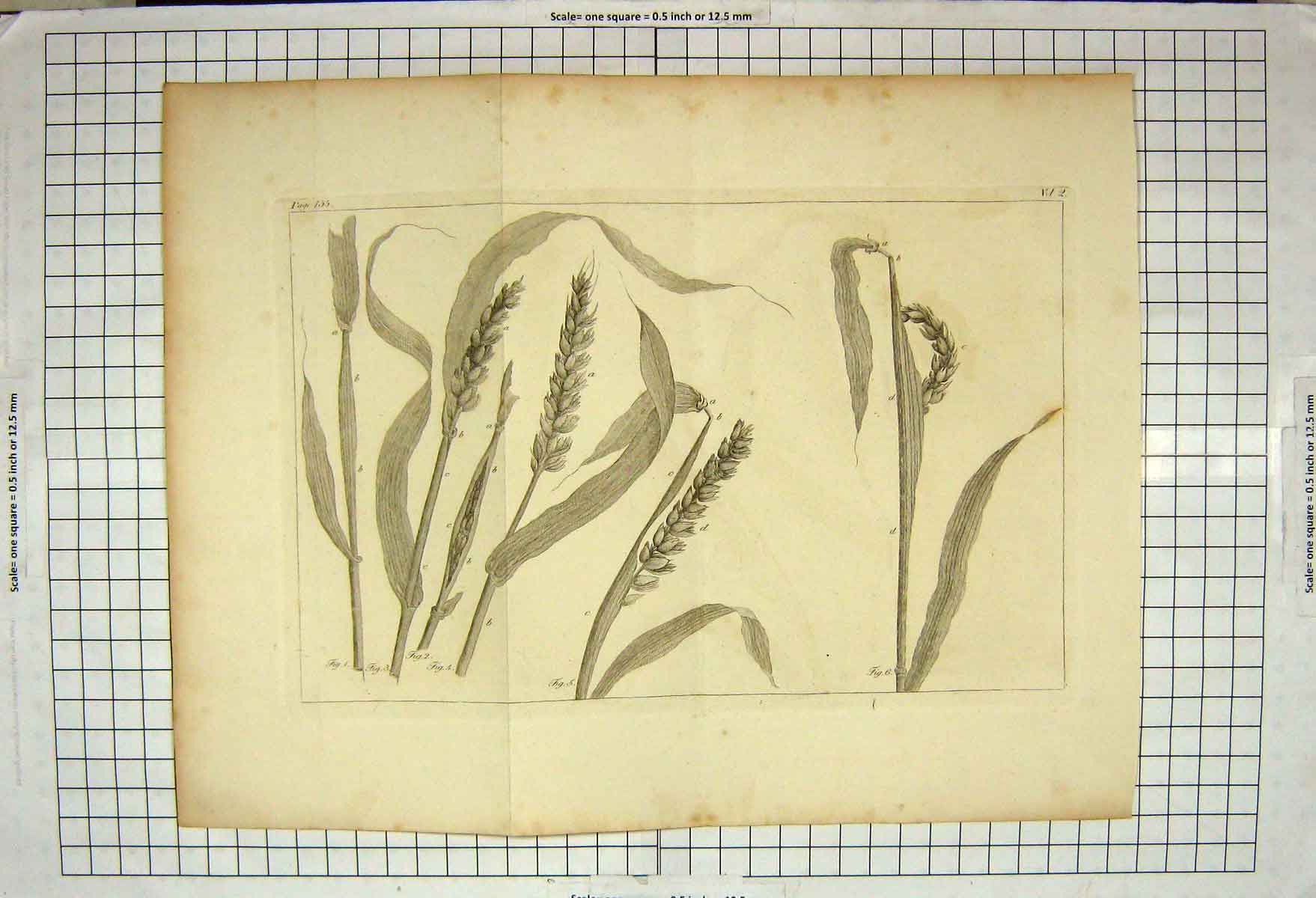 Original Old Antique Print Nature Corn Plant Agriculture