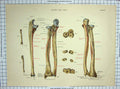 Original Old Antique Print Radius Ulna Human Bones Arm Biology