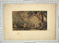 Original Old Antique Print Festival Forest Waldfest Campo Terogio Colour