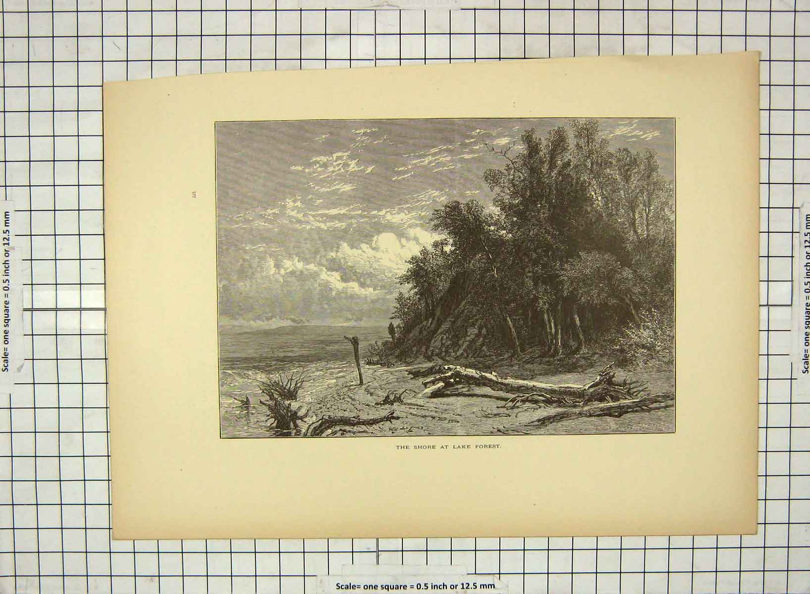 Old Antique Print C1880 Shore Lake Forest America Michigan Trees America 19th