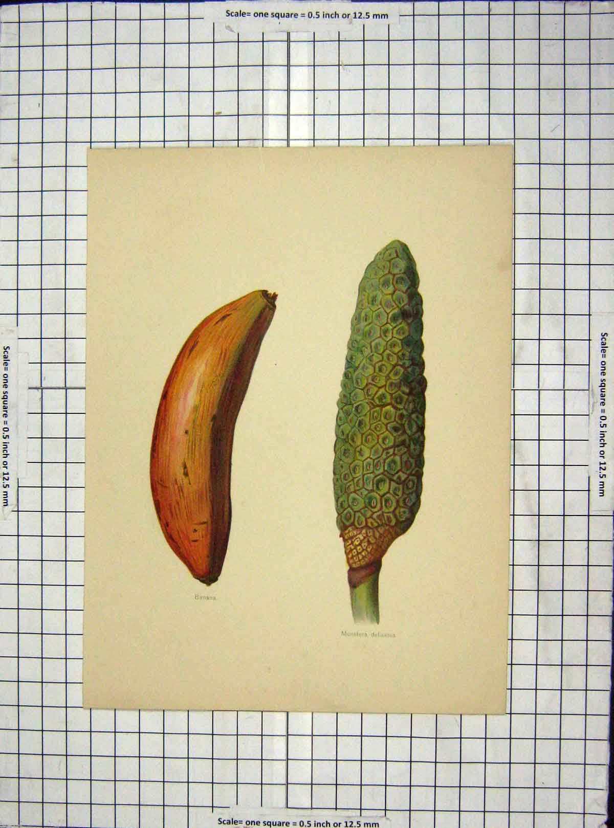 Original Old Antique Print C1880 Colour Banana Monstera Deliciosa Fruit 19th
