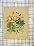Original Old Antique Print C1880 Colour Green Leaves Butterflies 19th