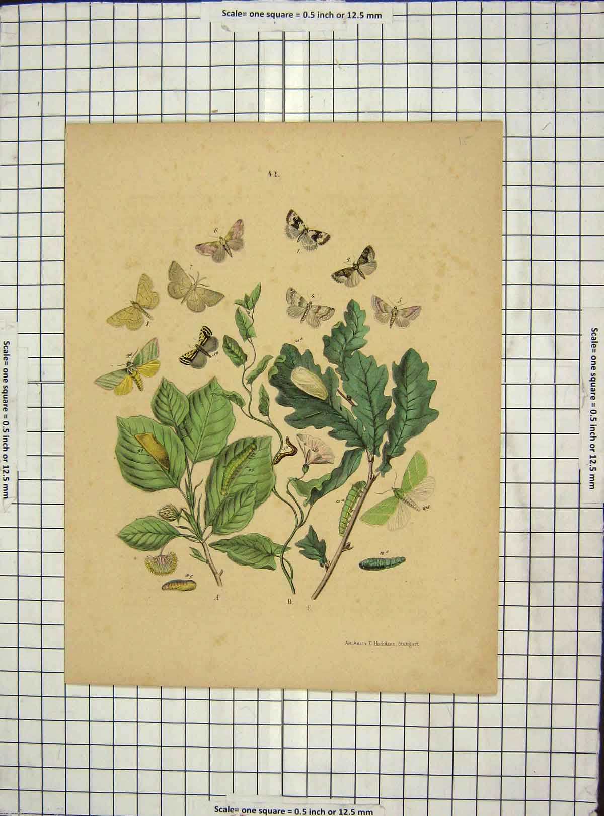 Original Old Antique Print C1880 Colour Green Leaves Butterflies 19th