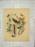 Original Old Antique Print Ref.42 C1880 Colour Green Leaves Butterflies