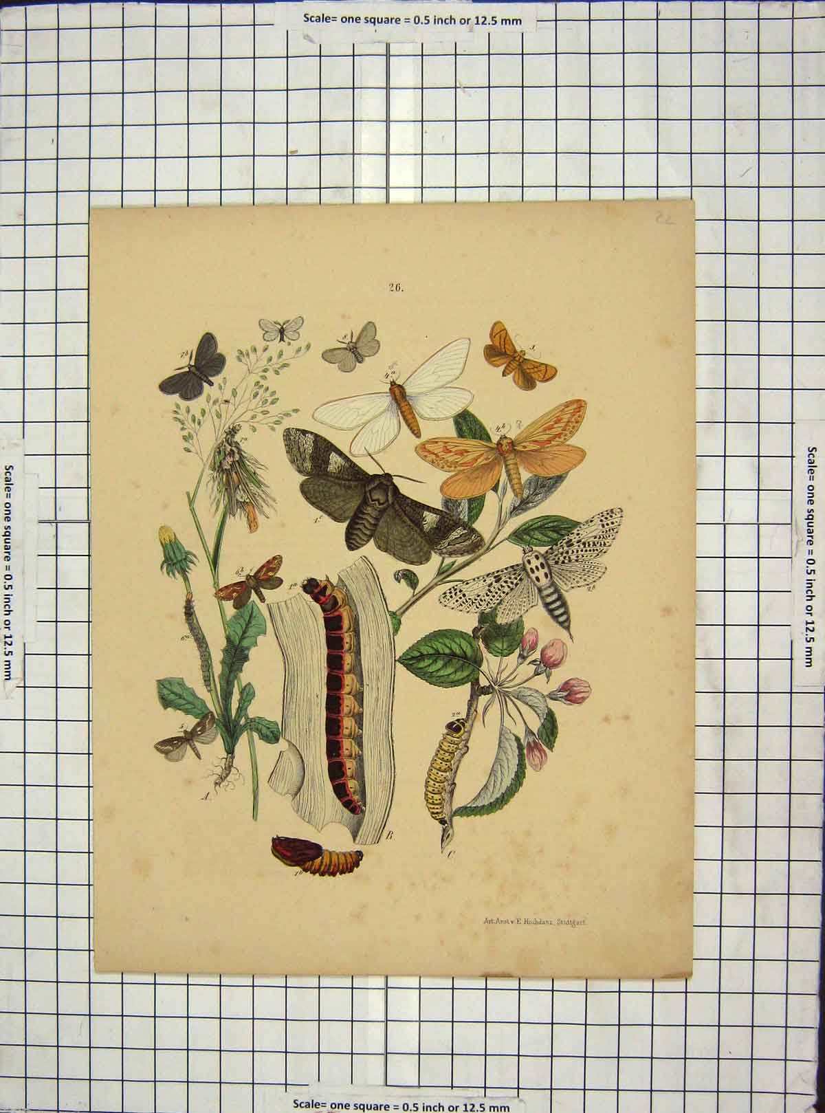 Original Old Antique Print Ref.42 C1880 Colour Green Leaves Butterflies
