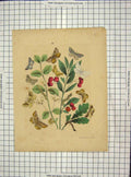 Original Old Antique Print Ref.45 C1880 Colour Butterflies Moths Leaves