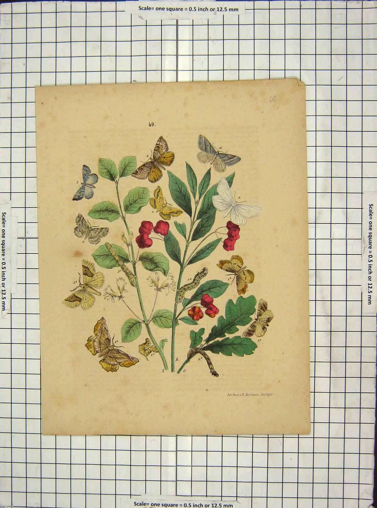 Original Old Antique Print Ref.45 C1880 Colour Butterflies Moths Leaves