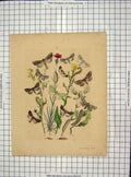 Original Old Antique Print Ref.48 C1880 Colour Butterflies Moths Leaves