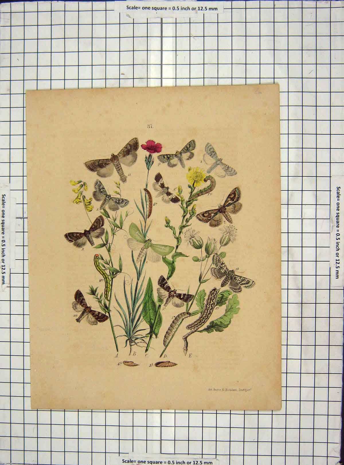 Original Old Antique Print Ref.48 C1880 Colour Butterflies Moths Leaves