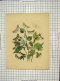 Original Old Antique Print C1880 Colour Butterflies Caterpillars Leaves 19th