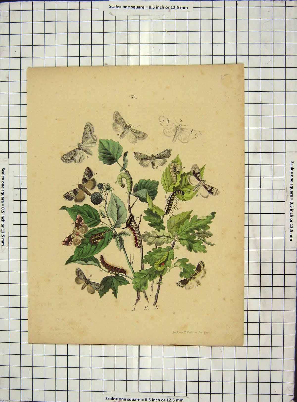 Original Old Antique Print C1880 Colour Butterflies Caterpillars Leaves 19th