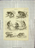 Original Old Antique Print C1880 Engraving Mammalia Ruber Jacchus Tarsius 19th