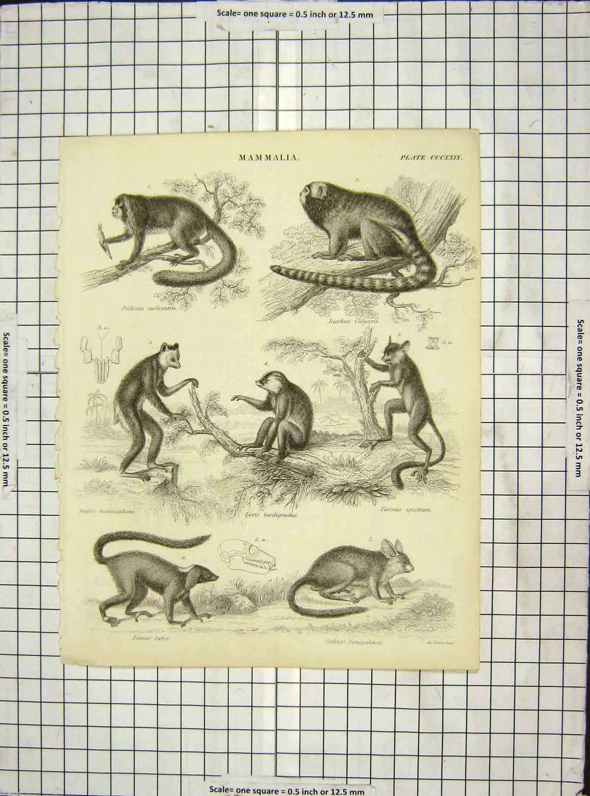 Original Old Antique Print C1880 Engraving Mammalia Ruber Jacchus Tarsius 19th