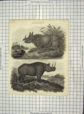 Original Old Antique Print C1880 Engraving Rhinocerous Two Horned Victorian