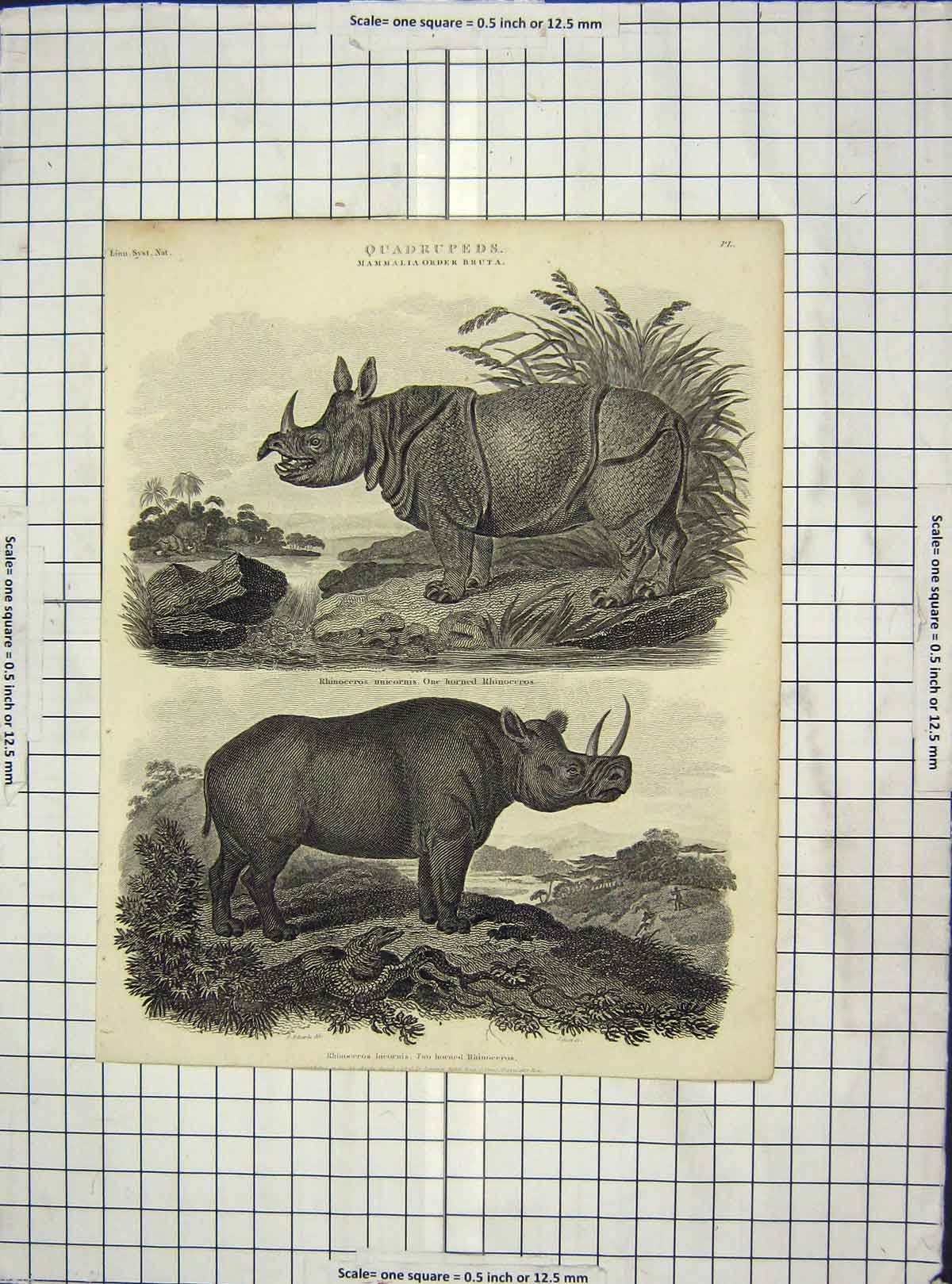 Original Old Antique Print C1880 Engraving Rhinocerous Two Horned Victorian